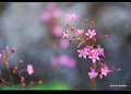 ginseng flower - it is the flower of ginseng,it is pink and cute.quite beautiful,isn't it?