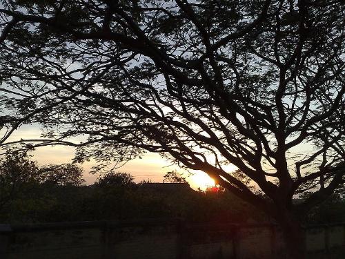 sunset from tree - this is beautiful picture of sunset from tree