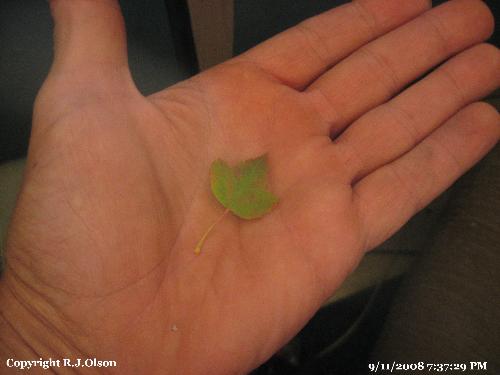 Tiny leaf - From my red maple in my front yard
