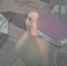 Duck - Pet duck