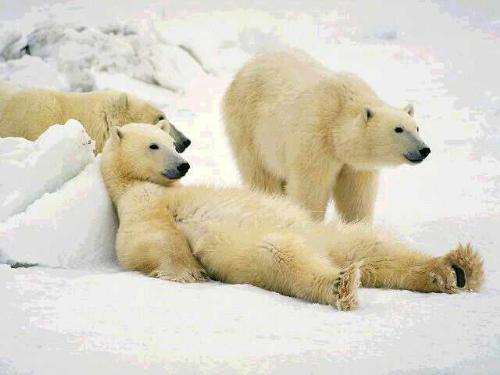 Chilling - A polar bear in a very funny situation.