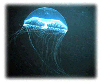 jelly fish can sting!! - jelly fish
