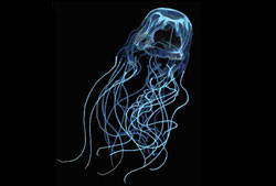 Australian Box Jellyfish - One of the deadliest creatures on the planet with enough toxins in a single jellyfish to kill up to 60 people!