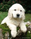 my soon to be dog...someday - i like puppies and when i say'i like puppies' i really mean puppies not dogs:) hehe