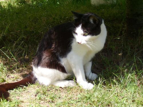 Looking annoyed - Sutu just got wet a bit by the hose because the garden was taken cared by the garner so he wasn't looking quite happy in that moment.