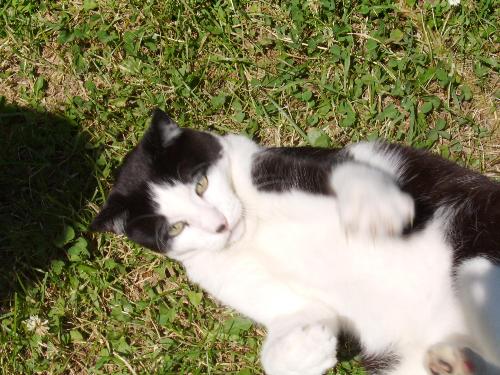 Please rub my tummy - Please rub my tummy seems to be on Sutu mind on this picture. He just couldn't get enough of my hand in that summer day and took an relaxed position as you can see