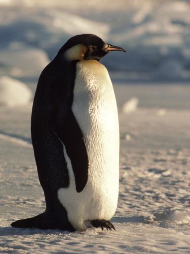 Emperor Penguin! - Emperor Penguin, oen of my collection of the pet images!