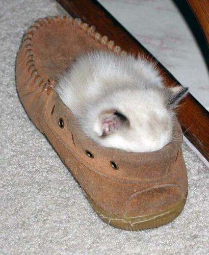 Hamster In Shoe - Hammy in shoe, it hid in one of my friend's shoes when we went to her house... She was shocked when she tried to wear the shoe... and TADAH!!! :DDD