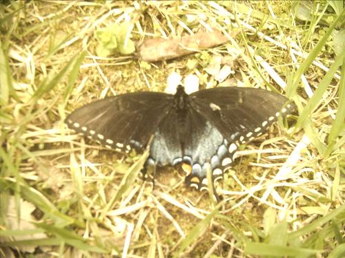Butterfly - I saw this Huge butterfly in my yard and just had to grab the camera. Wish the pic had turned out better though.