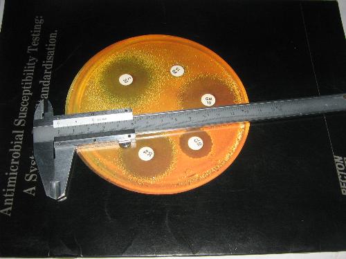 Kirby Bauer Sensitivity Testing - Culture and sensivity testing of antibiotics for Staphylococcus aureus and Eschirichia coli. The senstivity disc had different sensitivity zones.