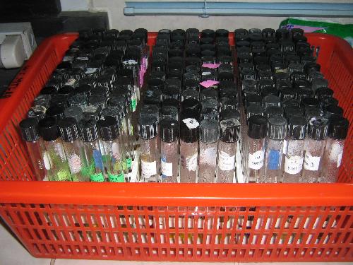 Tubes for Culture - These are tubes for culturing Staphylococcus aureus and Eschirichia coli. After these , they will be tested for sensitivity to determine what type of antibiotic they are susceptible to. This will then help the physician in identifying the proper medicine to give the patient.