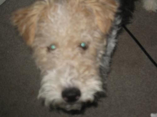 Dog - A wire haired terrier