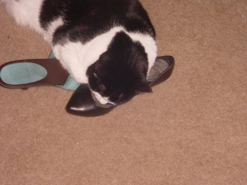 Cleo  - After an hour of playing with my daughter's shoes