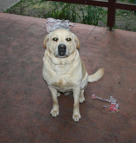 Marshall - Marshall the golden lab.