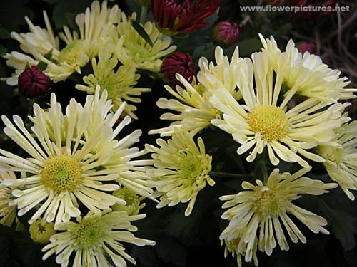 Mums - SOurce:www.flowerpictures.net