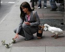 scam - duck scam scam - duck scam