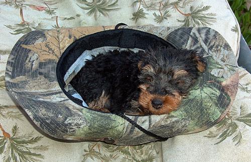 Buster 4-2008 - This is my little guy. He is about 9 weeks here, sleeping in my hat. He's a Welsh Terrier. He was the runt of the litter & was not growing. I was holding my breath hoping that he would be ok, at 12 weeks he was going to have a battery of tests to make sure he was ok...the fear was he would have liver problems since he was not growing.
