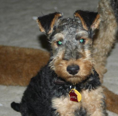 Buster 6-2008 - Buster passed all his tests with flying colors!!! Here he is at 4 months. he started growing & now he has almost caught up with his litter mates.