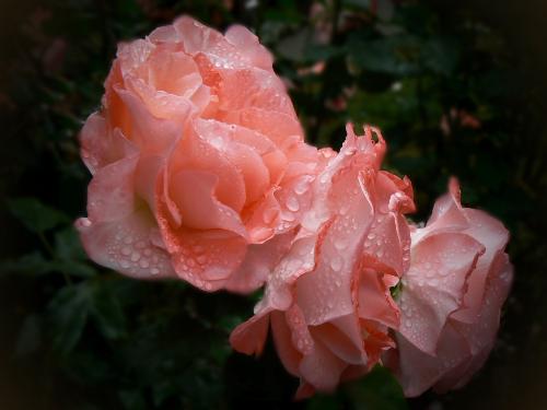 Blossom - a picture rare to sight