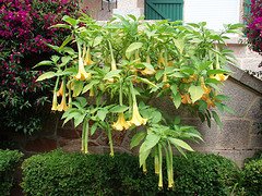 Burundanga - Medical Source: Scopolamine can be used as a presurgical drug for the purpose of impairing memory of surgical trauma. It provides an initial knowckout effect, before the anaesthesia proper is administered, and has the added benefit of preventing long term memory formation during the period of time. At one time scopolamine was given to women during childbirth. When refined the powder yields scopolamine, a well-know drug with legitimate uses as a sedative and to combat motion sickness.  Burundanga is a kind of voodoo powder obtained from a Colombian local plant of the nightshade family, a shrub called barrachera, or'drunken binge'. Used for hundreds of years by Native Americans in religious ceremonies.