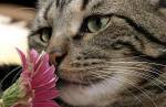cat and flower - i think this pic is so cute!!!