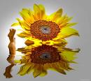 sunflower - sunflowers