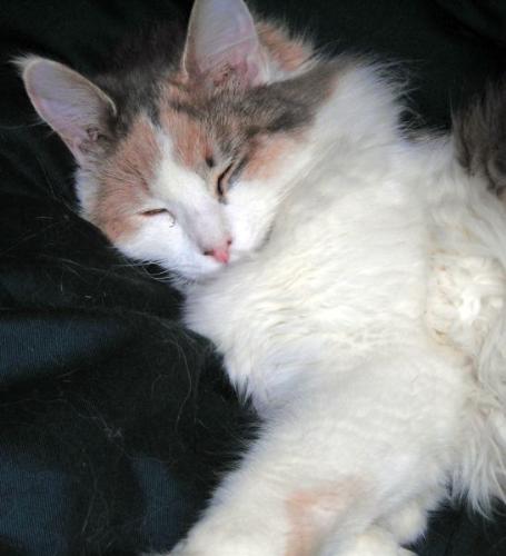 Veronica.  - My dilute long hair calico cat Veronica.