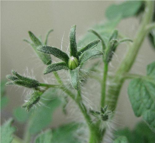 Tomato Bud - My first tomato!