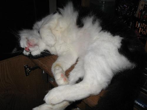 Oliver last year - He's a big boy now