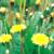 dandelions in a field - dandelions
