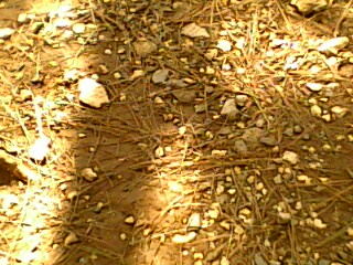 shadow rocky ground - the shadow of a tree in the ground