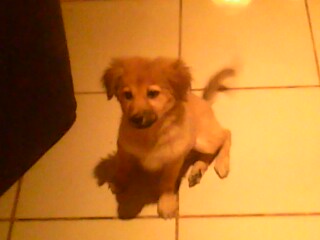 my playmate - Isis is my dog, she is my friend and playmate..