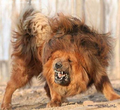 The world best ferocity of dog - ferocity of dog