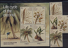 coconut - life cycle of the coconut