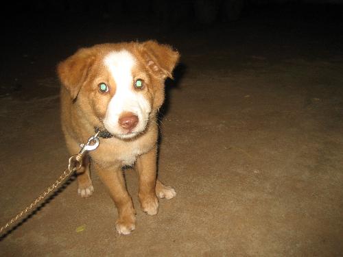 So cute ???? - That puppy was about 25 days old and he was born to a stray dog.Isn't he really gorgeous.When you see that picture what do you feel