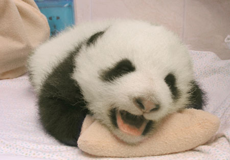 panda - How beautiful she is!