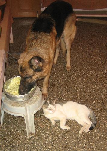 Dog and Cat - Hi mylotters!Thats my big dog and small cat.Our dog is actually frighten by that cat,that why he is in a hurry eating his food.Sometimes both of them will eat in the same bowl.So good to see them being united.Do you experienced any such things in your life.What do you think about the love between them? Share your views.Thank You