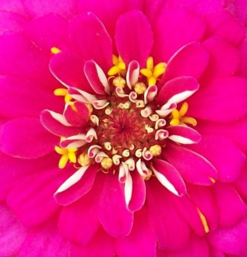 Flower - One of the many beautiful flowers found in a flower bed in front of the parsonage of the Panna Maria (Mother Mary)Polish Catholic Church in Panna Maria, Texas. It is the oldest Polish Community in the United States. It was founded on Christmas Eve, 1856 by those weary and dreary settlers. They walked all the way from Galveston, (a little over 200 miles) hiring mexican wagons to transport their goods. Some of them made the journey bare footed. It makes one wonder.