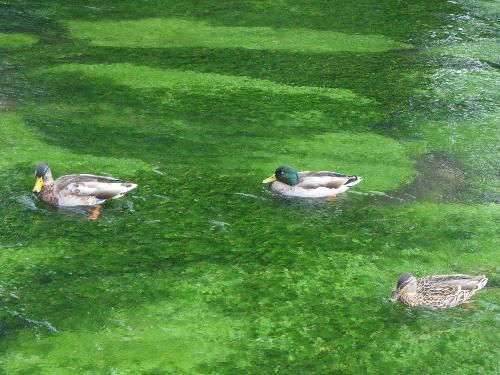 Ducks - Ducks swimming against the current in a canal in Winchester.