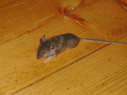 Not your average house pet ? - Isn't he ? he he, one of my kitties brought him into the house and let him loose for a while so i got this picture :D