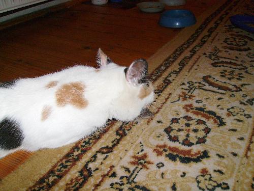 Mitza chewing on the mouse - Mitza chewing on the mouse -literally - she was tasting her new victim i guess - nasty little killer, isn't she?