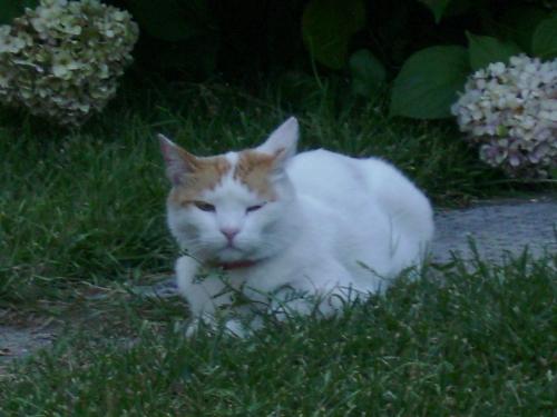 Sleeping kitty or just being pissed of ? - Sleeping kitty or just being pissed of ? It makes you wonder, doesn't it ?