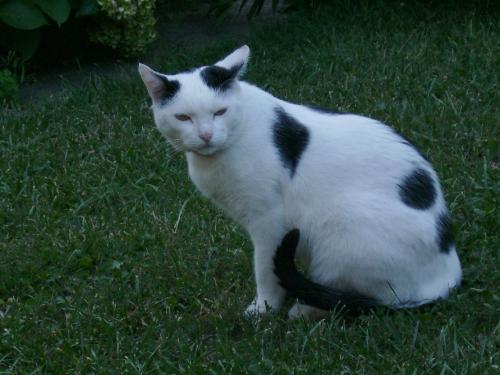 Are you really going to sleep like that? - I mean with all the grass there you could lie down, couldn't you mister kitty:D