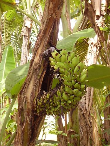 Weird banana tree - weird banana tree pictures.The banana fruit at the middle of the strip of tree