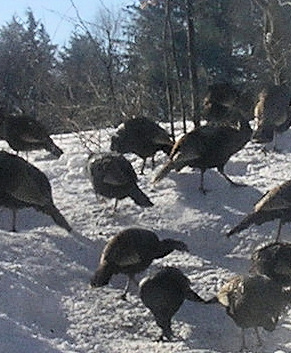 wild turkeys - Wild turkeys that came to our bird feeder last winter. Mostly hens, a couple of Jakes occasionally, average of 30 birds twice a day
