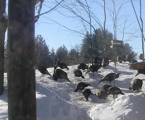 wild turkeys - Never saw these during turkey season but we had an average of 30 birds twice a day during the heart of winter last year come in feed under our bird feeder.