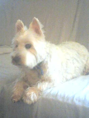 Nice dog lives in New Hampshire - Nice white dog that live in New Hampshire