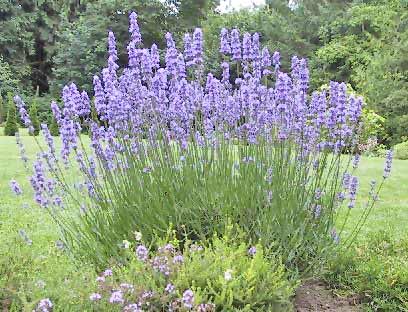 Lavender - This is lavender in the field in full bloom.