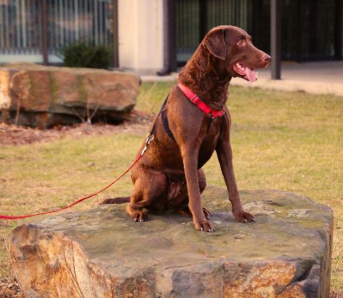 solid as a rock - here is tinker posing on a rock