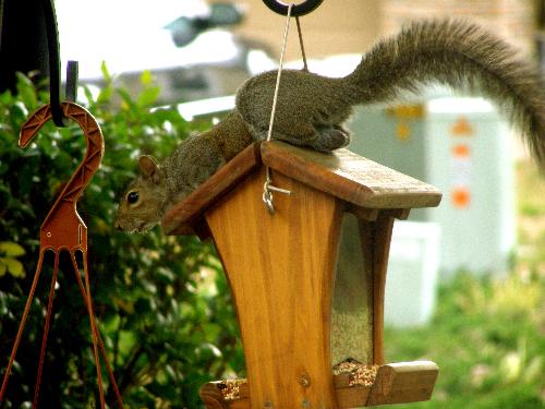 squirrel - laying down on the job